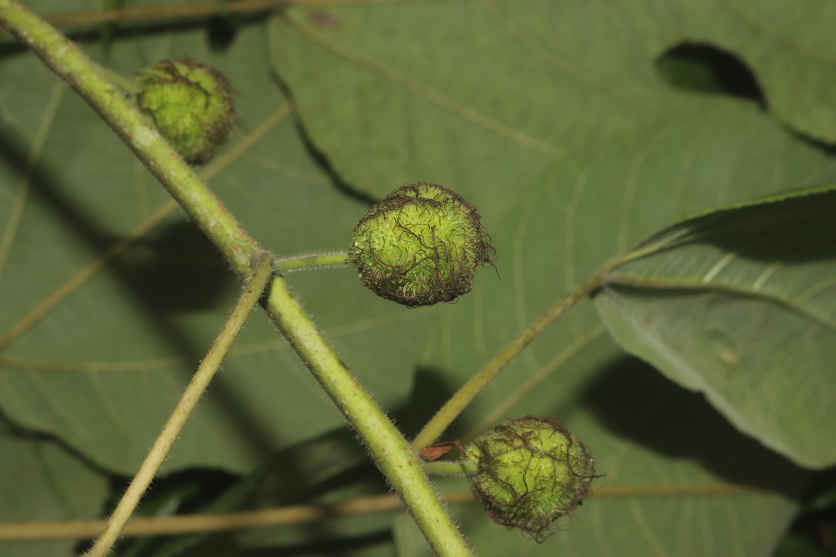 Broussonetia papyrifera (L.) L'Hér. ex Vent.